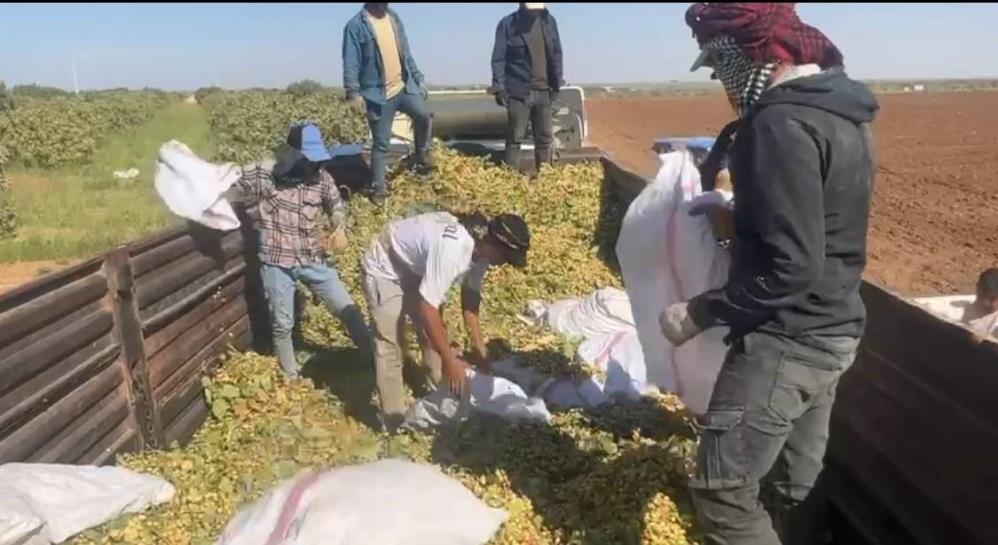 TİGEM'de fıstık hasadı başladı! İşçi sayısı 2 katına çıkarılacak