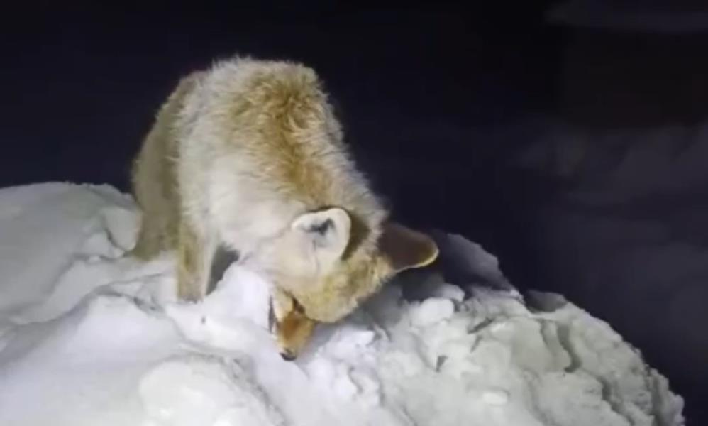 Doğu'da Sibirya soğukları: Tilki ayakta dondu