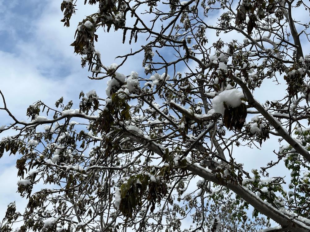 Çiftçiler dikkat! Tarım ve Orman Bakanlığı'ndan zirai don uyarısı