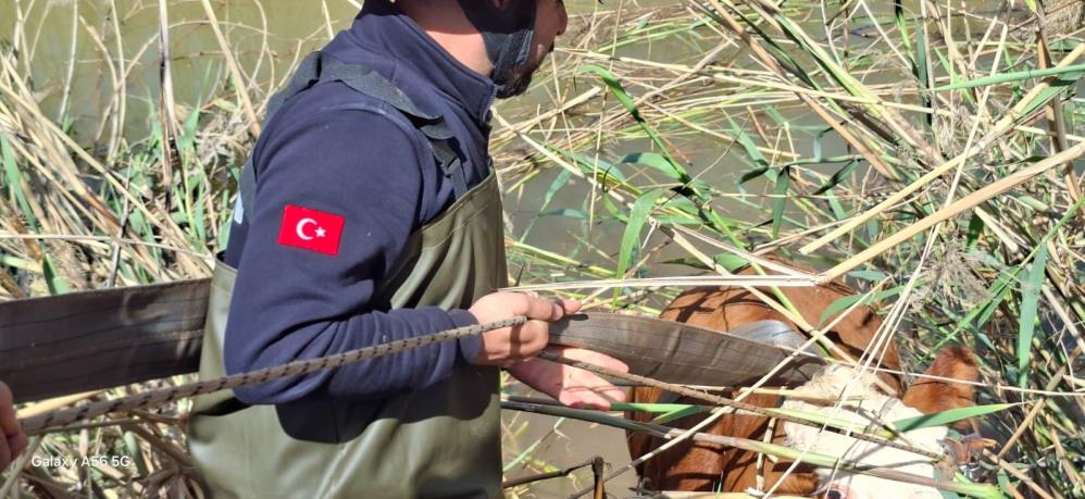 Şanlıurfa'da inekler kanala düştü! İtfaiyeden kurtarma operasyonu...