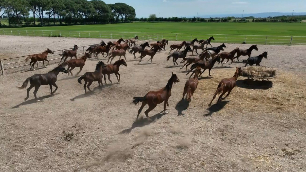 Yarış atları kayıp iddiasına TİGEM’den yanıt! “İddia edildiği gibi kayıp tay veya at yok”