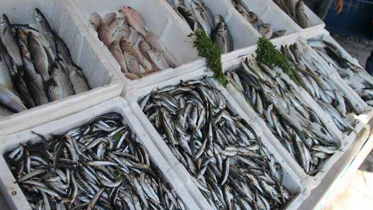 En besleyici balık türü açıklandı! Sağlığa birebir