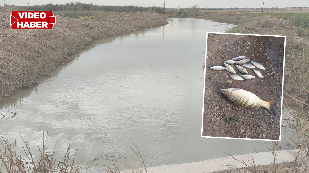 Şanlıurfa’da yıllardır balık tutuyorlardı! Kanallardaki değişim endişelendirdi