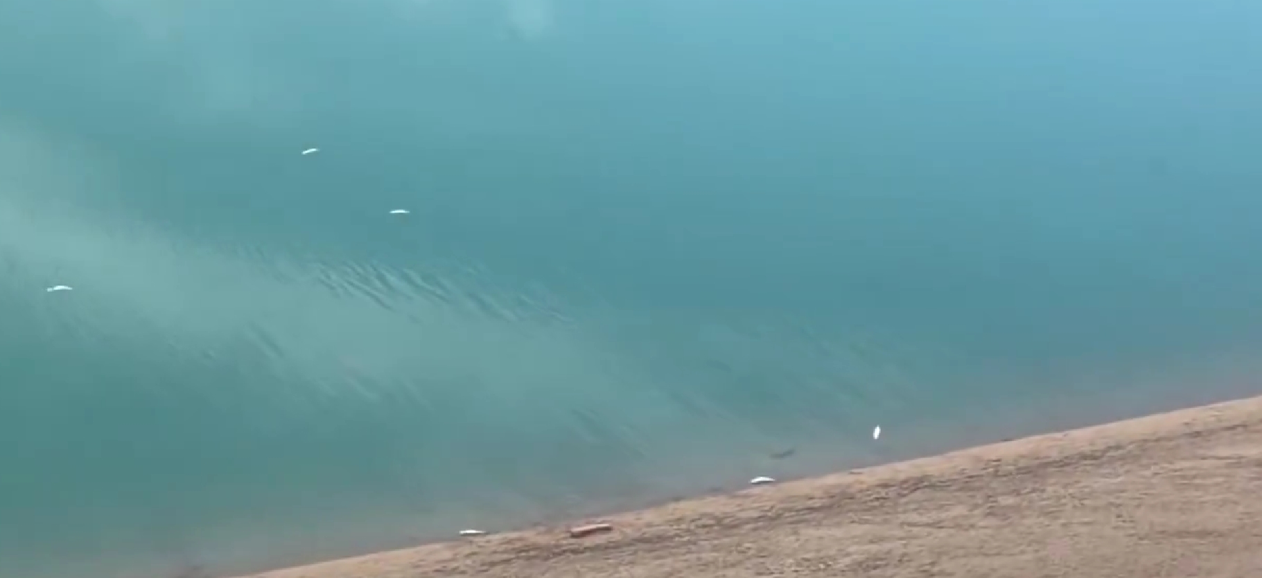 Şanlıurfa'da endişe veren manzara! Yetkililere nedenini sordu...