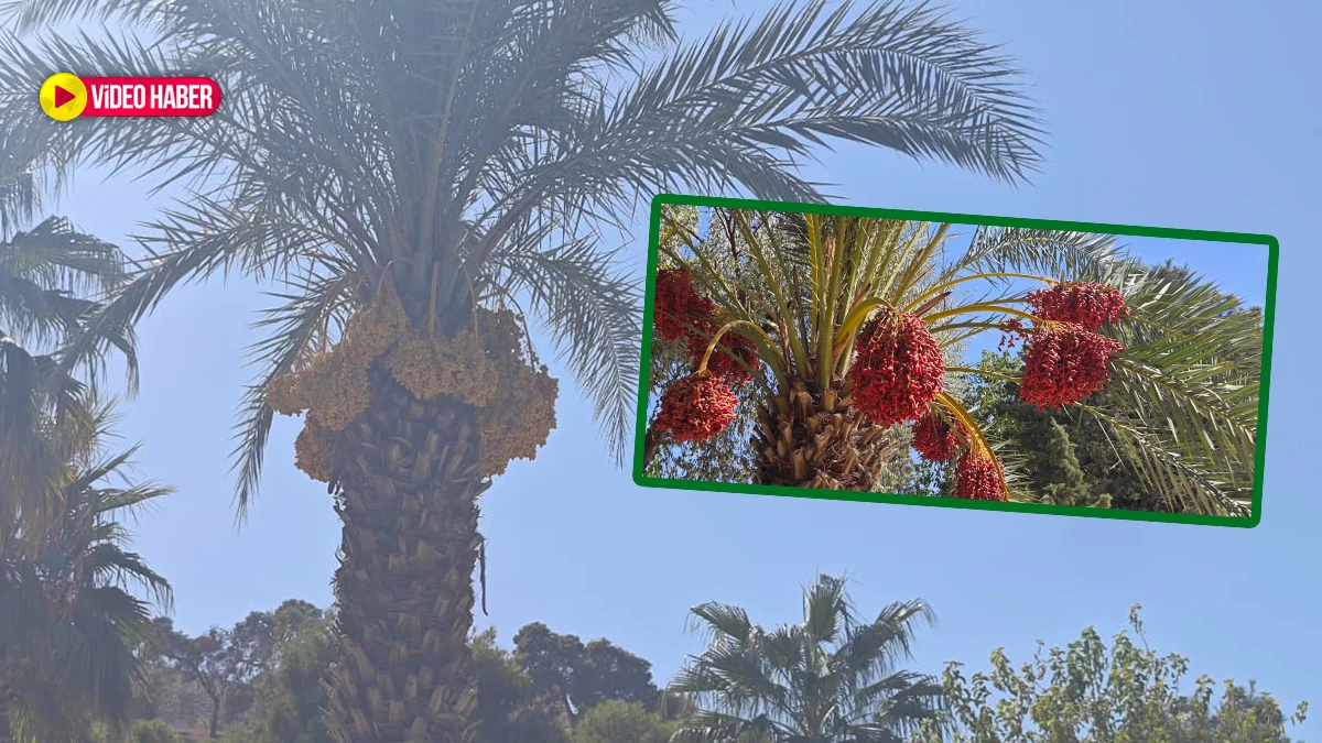 Tarihi Balıklıgöl’de sürpriz gelişme! Gören bir daha baktı