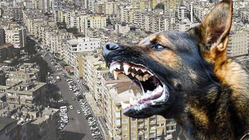 Şanlıurfa’da başıboş köpek dehşeti: 2 yaralı!