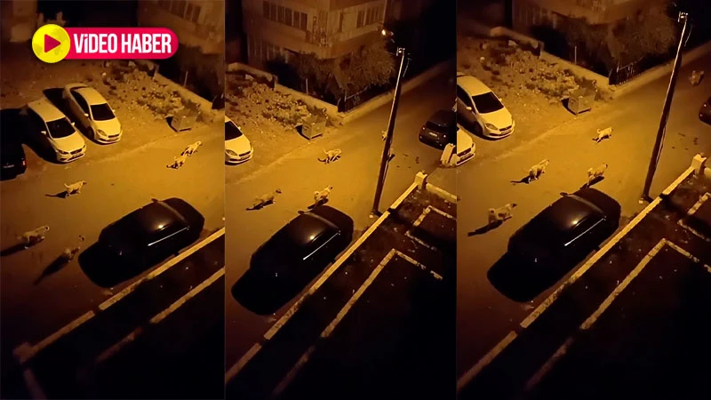 Şanlıurfa’da Sevda'nın ardından aynı tehlike yine sokakta