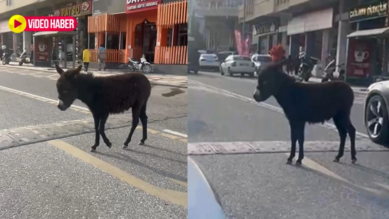 Şanlıurfa’da şehrin göbeğinde sıpa