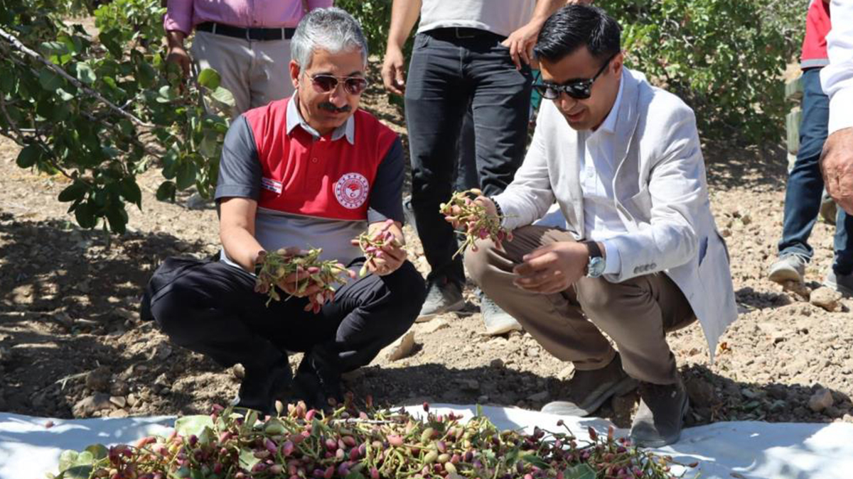 Şanlıurfa’dan sonra Adıyaman’da da fıstık hasadı başladı