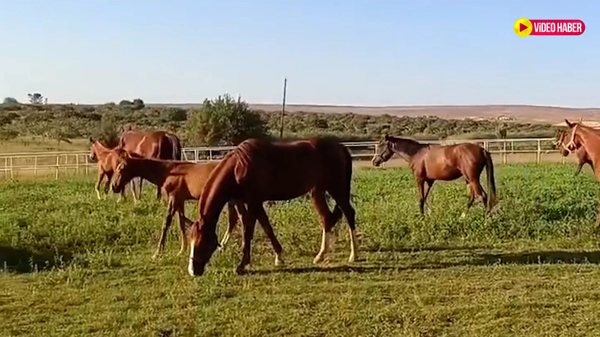 Asırlık gelenek Şanlıurfa'da yaşatılıyor