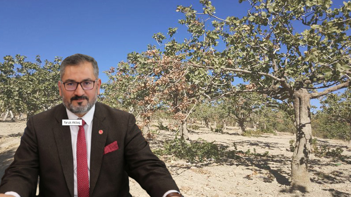 Şanlıurfa’da fıstık üreticilerine önemli uyarı: Sakın bu hatayı yapmayın