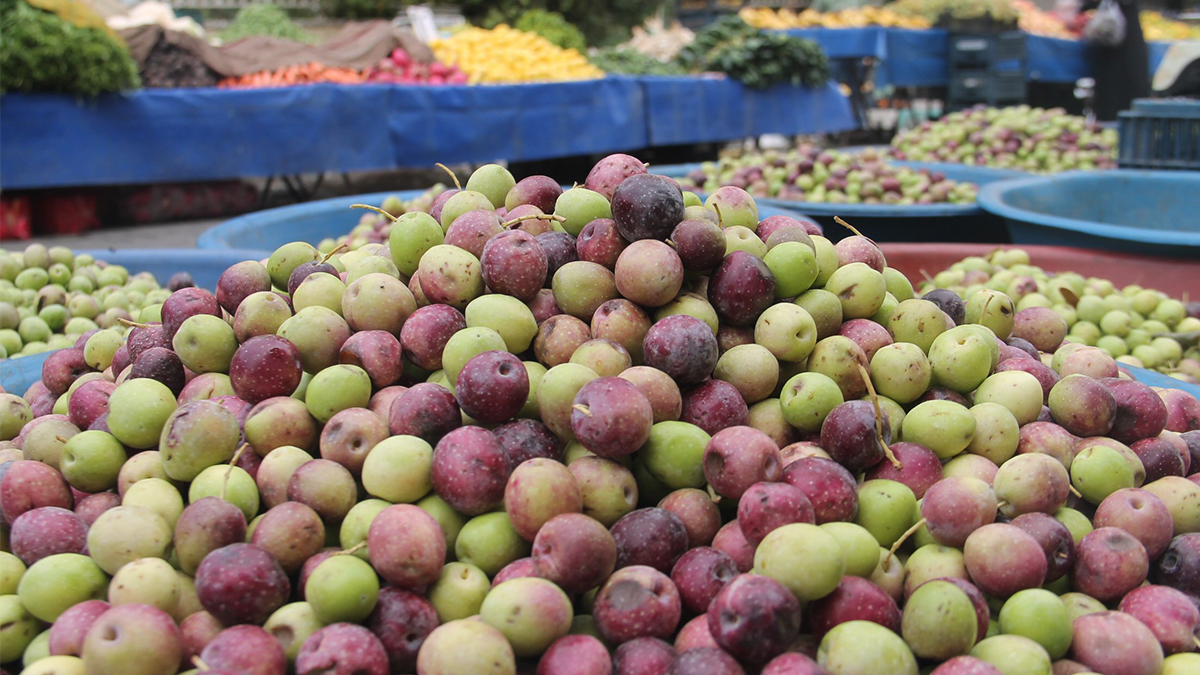 En sağlıklı zeytin türü açıklandı: Sofraların bilinmeyen lezzeti