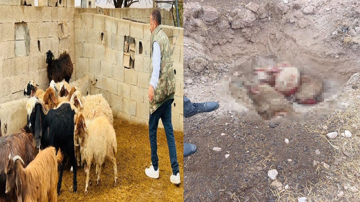 Şanlıurfa'da başıboş köpek dehşeti: 5 koyun telef oldu