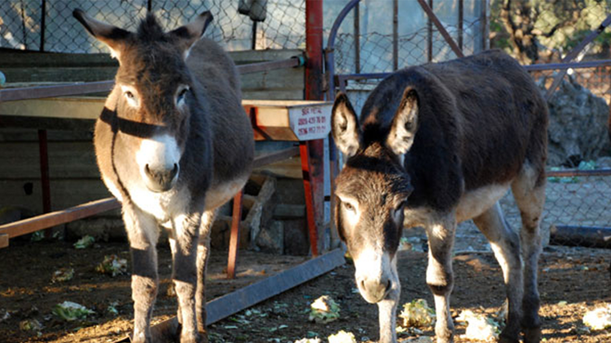 Yıllardır sokak sokak geziyorlardı! Kadrolu eşekler emekli oluyor: Yeni proje hayata geçiyor