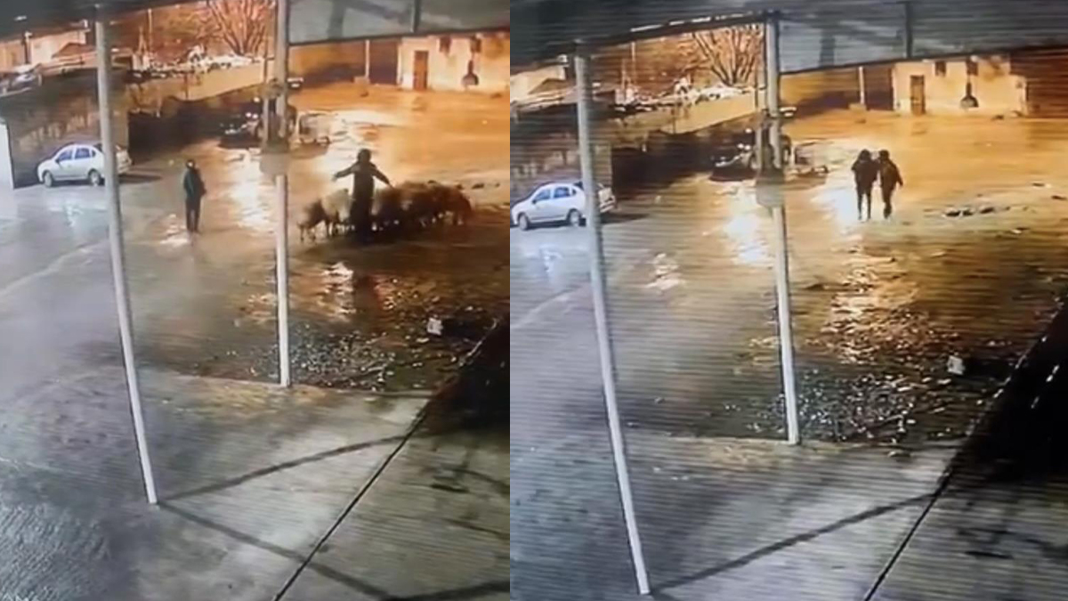 Şanlıurfa'da böyle hırsızlık görülmedi! Gece ahıra girip 19 koyunu çaldılar