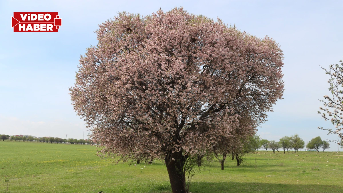 Şanlıurfa'da üretimi her geçen gün artıyor: Hedef zirve
