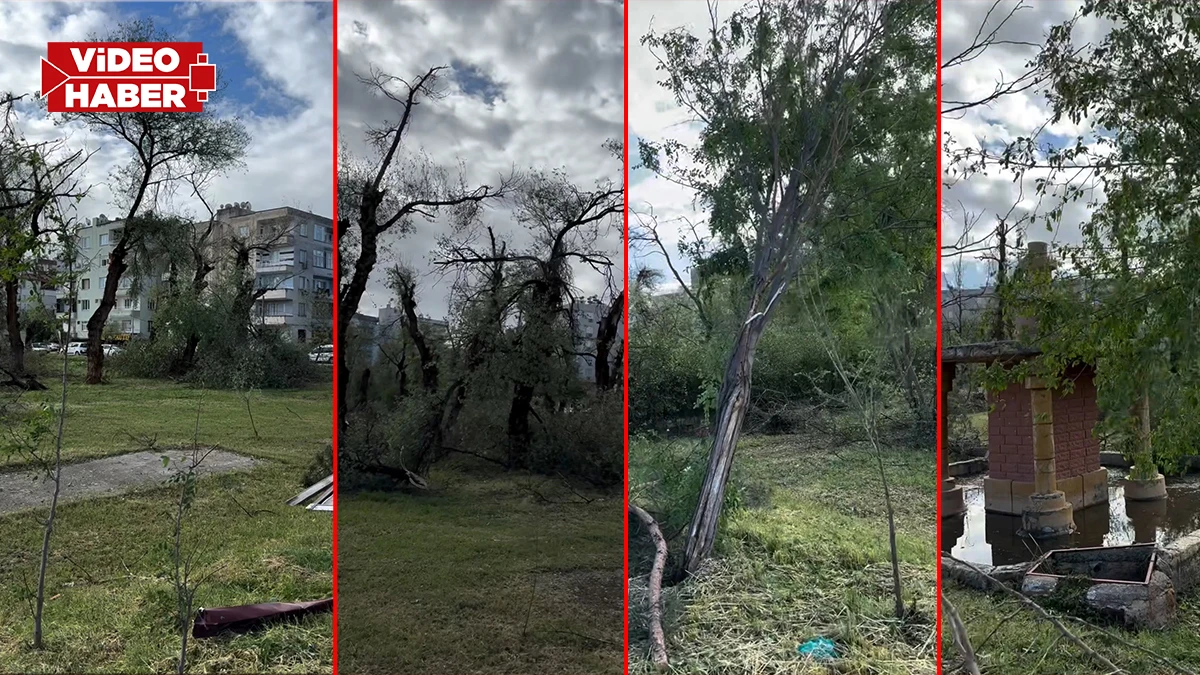 Şanlıurfa'da fırtına doğayı tahrip etti: Ağaçlar söküldü, yuvalar zarar gördü