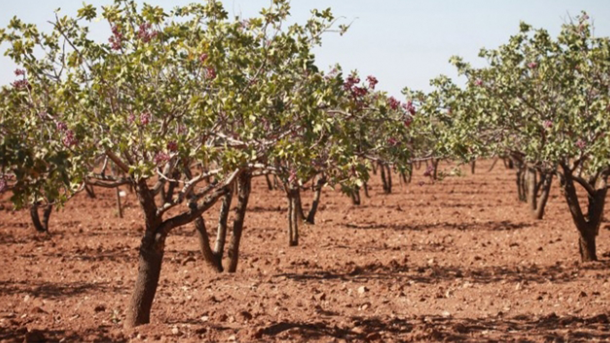 Şanlıurfa'da korkunç olay: Çiftçi tarlasında ölü bulundu