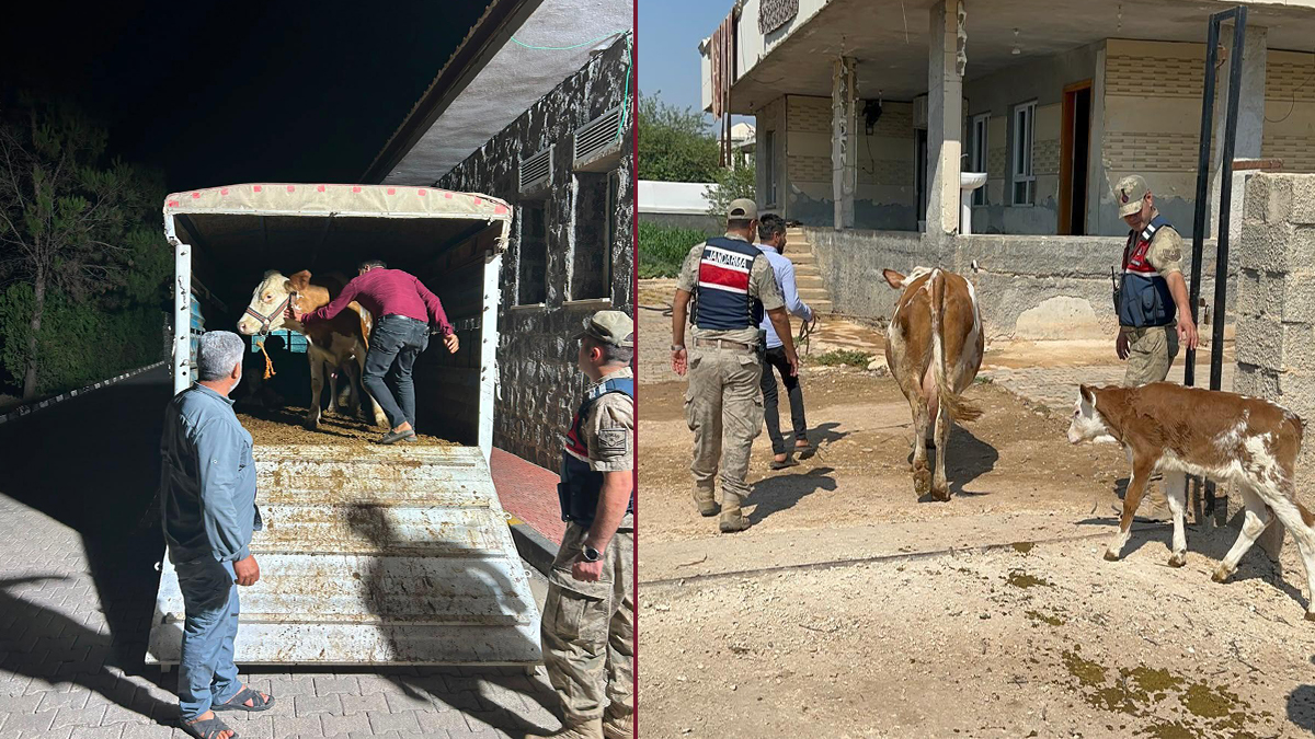 Şanlıurfa’da hayvanını satmak istedi, başına gelmeyen kalmadı!