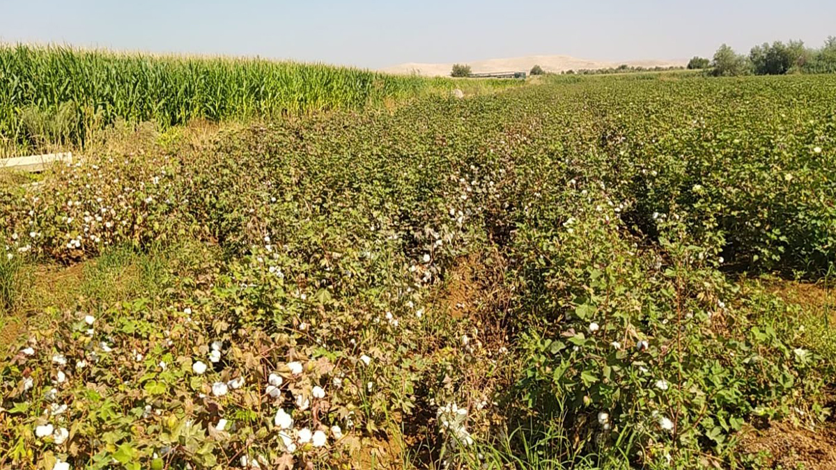 Şanlıurfa’da ekipler sahada: Pamuk ve mısır yakından inceleniyor