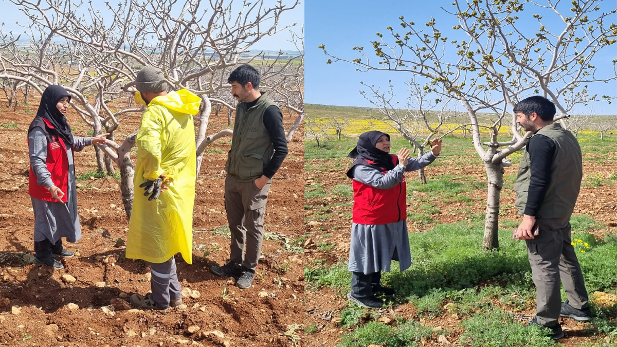 Şanlıurfa’da fıstık üreticilerine yerinde destek