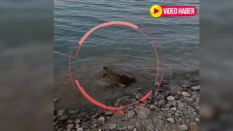 Şanlıurfa'da balıkçıların oltasına takıldı: Gözlerine inanamadılar