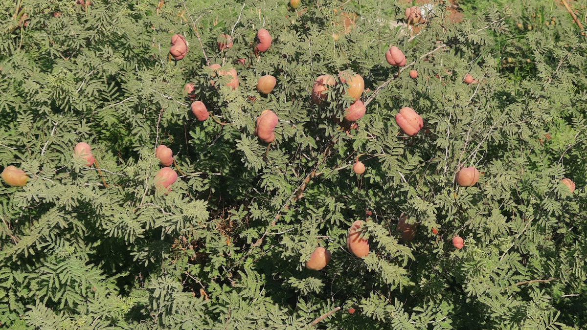 Şanlıurfa’nın gizli şifa kaynağı keşfedilmeyi bekliyor