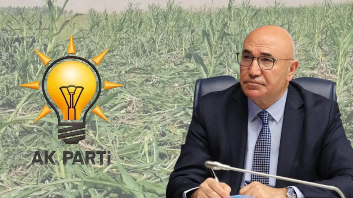 Şanlıurfa'nın muhalif vekili domuz sürüsünü iktidara bağladı