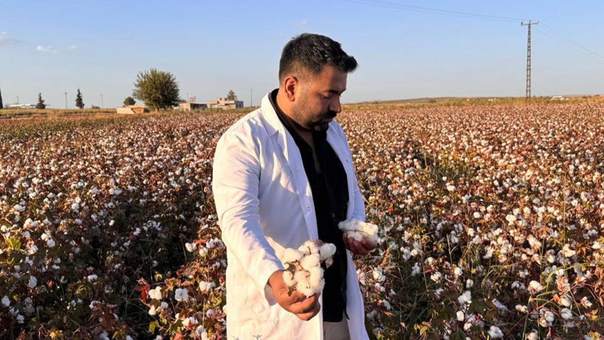 Şanlıurfa'da beyaz altın hasadı başladı