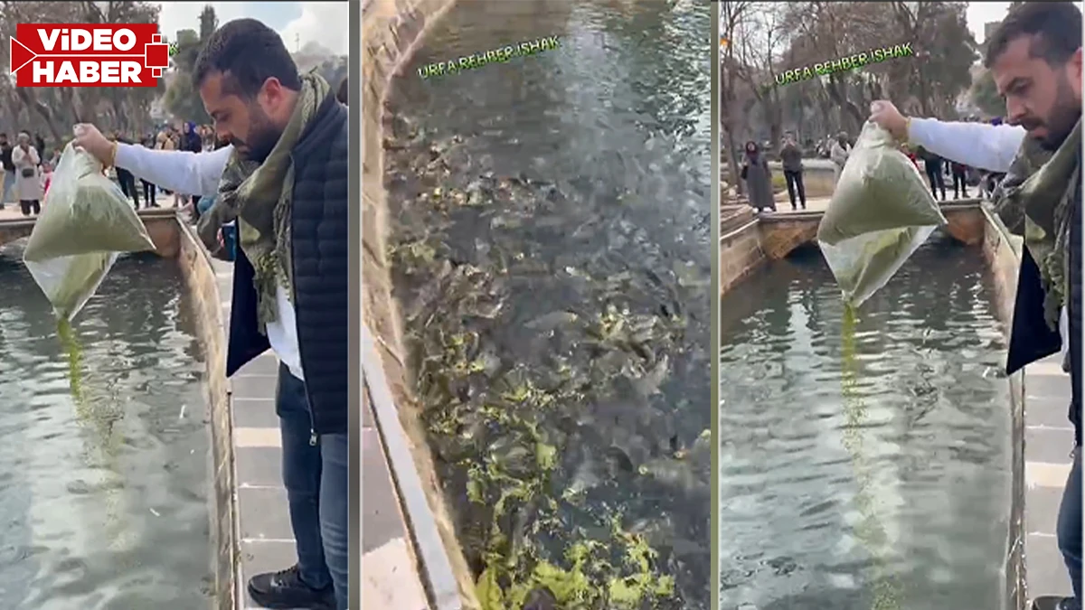 Görenler gözlerine inanamadı: Balıklıgöl’e bir çuval yem boşalttı!