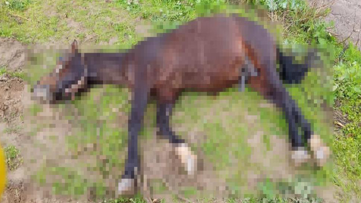 Şanlıurfa'da yıldırım felaketi: Telef oldu...
