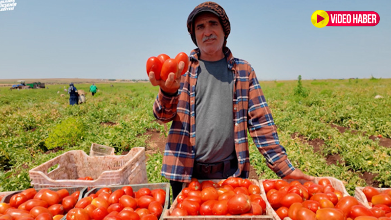Şanlıurfa’nın bereketli topraklarından gelen doğal hazine!