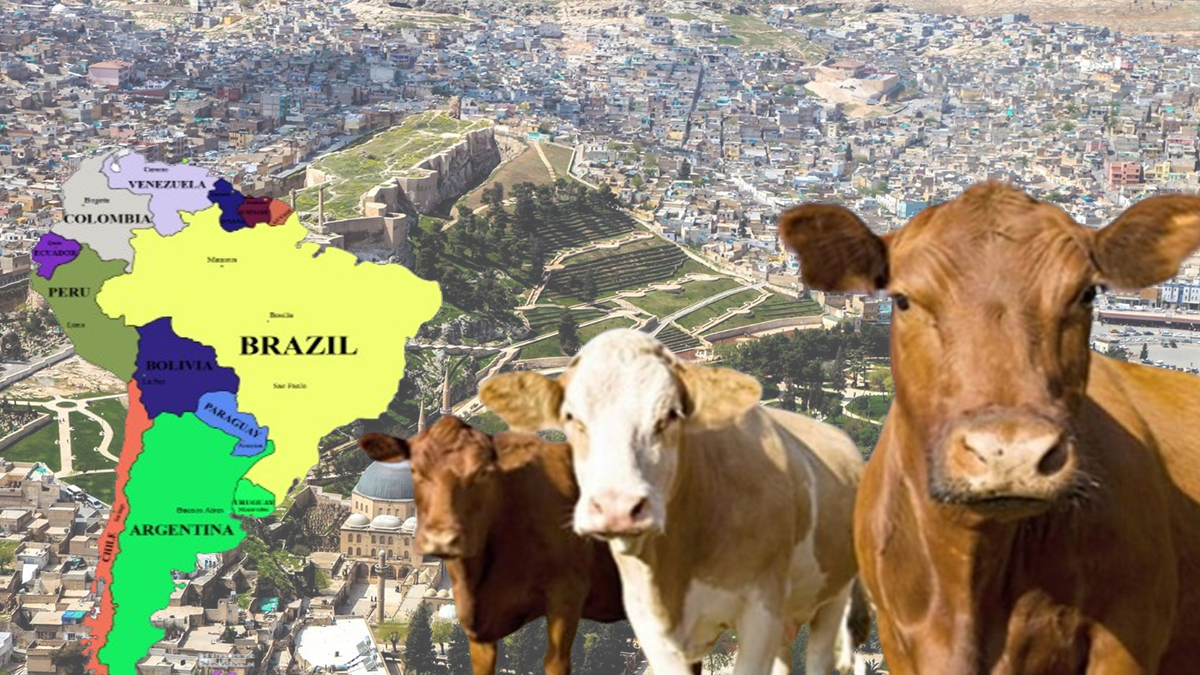 Şanlıurfalılar Amerikalı inek yiyor!