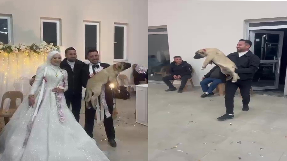 Damada ilginç düğün takısı! Değeri 100 bin TL