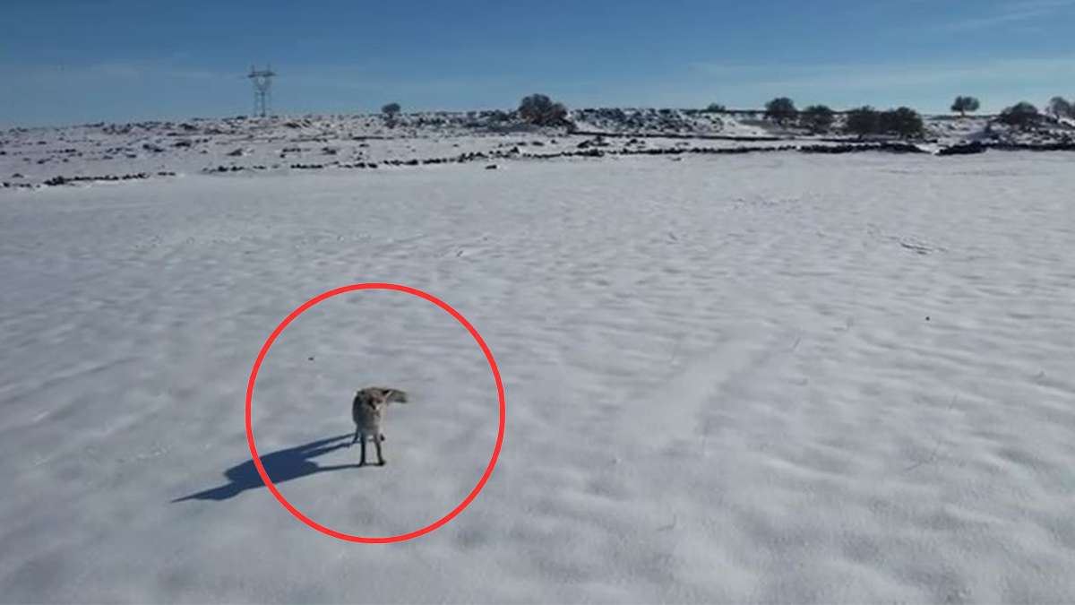 Şanlıurfa'da tilki ile dronun eğlenceli mücadelesi!