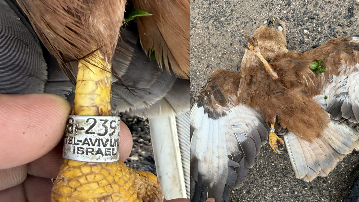 Şanlıurfa’nın gündemi bu kuş: Ayağında ‘İsrail’ yazısı…