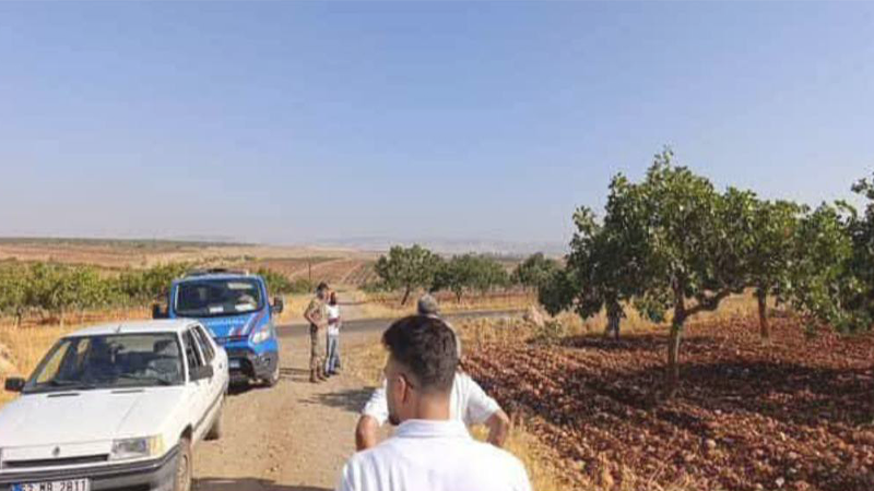 Şanlıurfa’da fıstık fiyatları uçtu, hırsızlar tarlalara dadandı