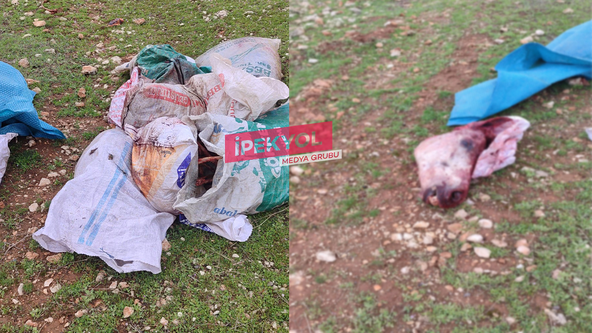 Şanlıurfa'da skandal görüntüler: Kesilmiş at...