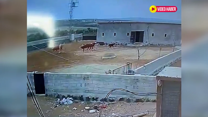 Şanlıurfa’da akıllara durgunluk veren hırsızlık! Ahır boştu