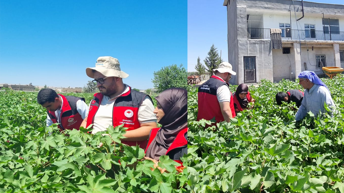 Şanlıurfa'da ekipler uyardı: Pamukta ve meyve ağaçlarında...
