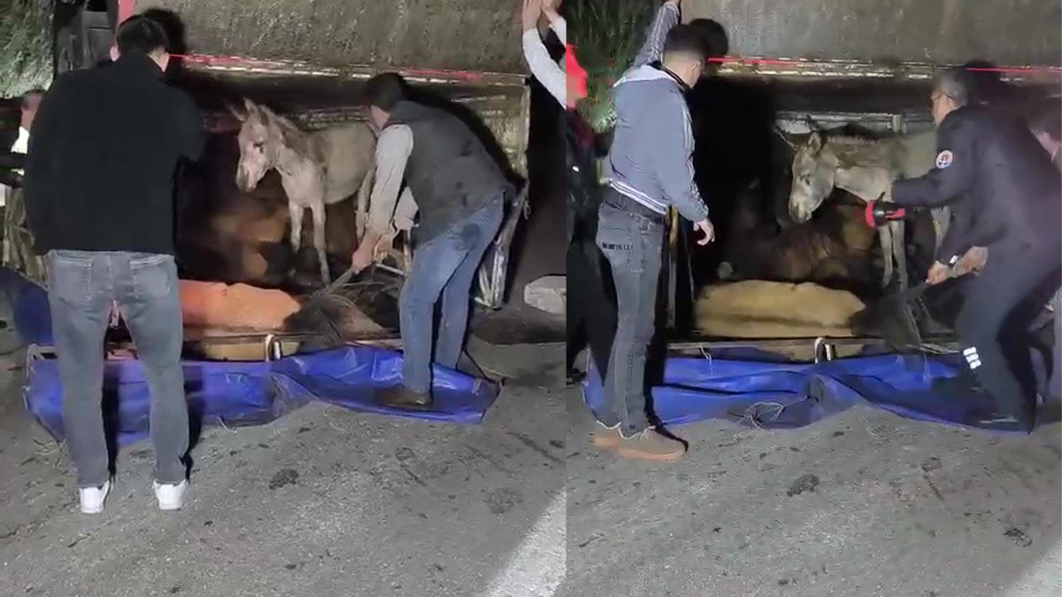 Adana'da kasası eşek dolu kamyonet yola devrildi
