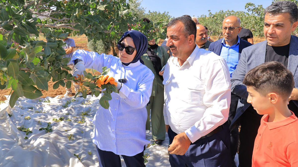 Milletvekili Yazmacı üreticilerle birlikte fıstık hasadına katıldı
