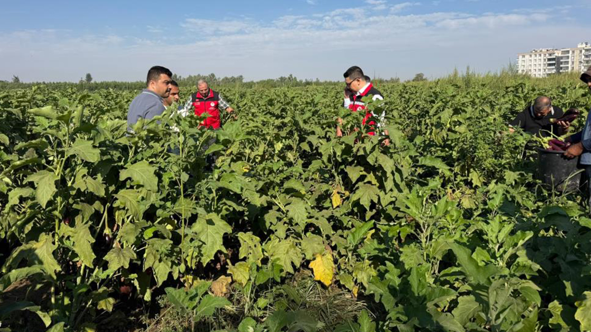 Birecik’te festival coşkusu başladı: Patlıcan hasadı yapıldı