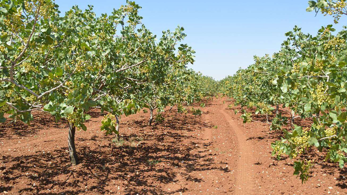 Şanlıurfa’da çiftçilere büyük fırsat: Hibe desteği ile dağıtılacak
