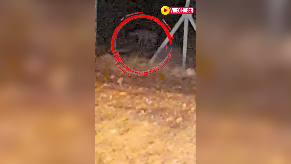 Şanlıurfa’da yaban hayatından nadir anlar: Çizgili sırtlan kameralarda