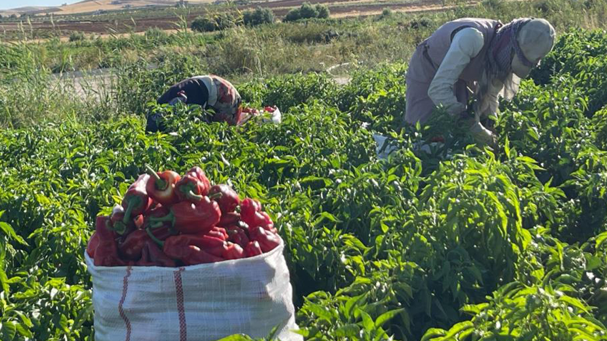 Şanlıurfa acısında yoğun mesai: Tarladan sofraya uzanan lezzet