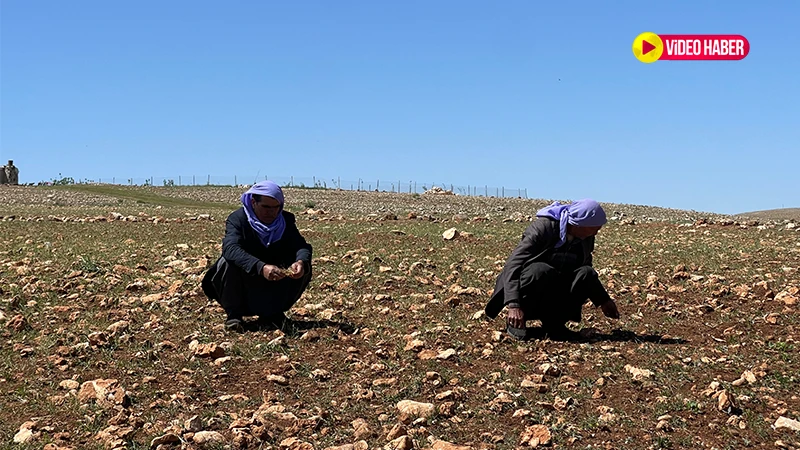 Şanlıurfa tarımından kötü haberler peş peşe geliyor: Hayvanlara yem oldu