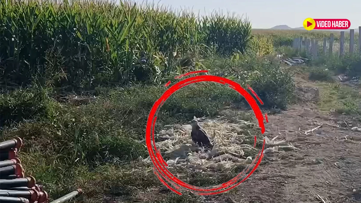 Şanlıurfa'da hayvanseverleri üzen görüntü: Yaralı şahin günlerdir aynı noktada!