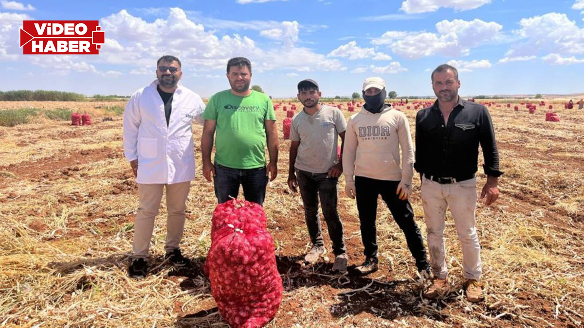 Şanlıurfa’da kar ve don hasadı geciktirdi: Üreticilerin zorlu mesaisi sürüyor