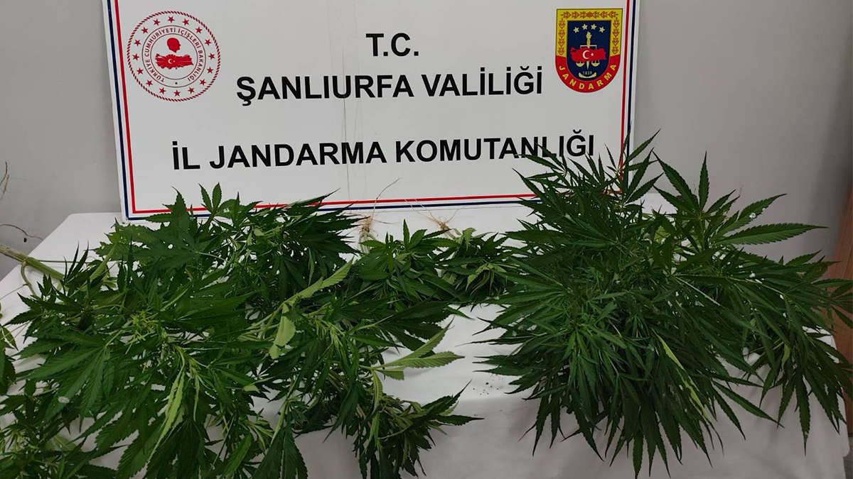 Şanlıurfa'nın iki ilçesinde eş zamanlı operasyon: 20 kök kenevir imha edildi